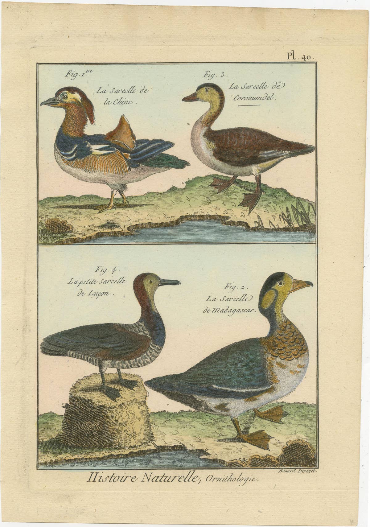 Original, Richly Hand-Colored, Rare Copper Engraving of 4 Ducks (1792).