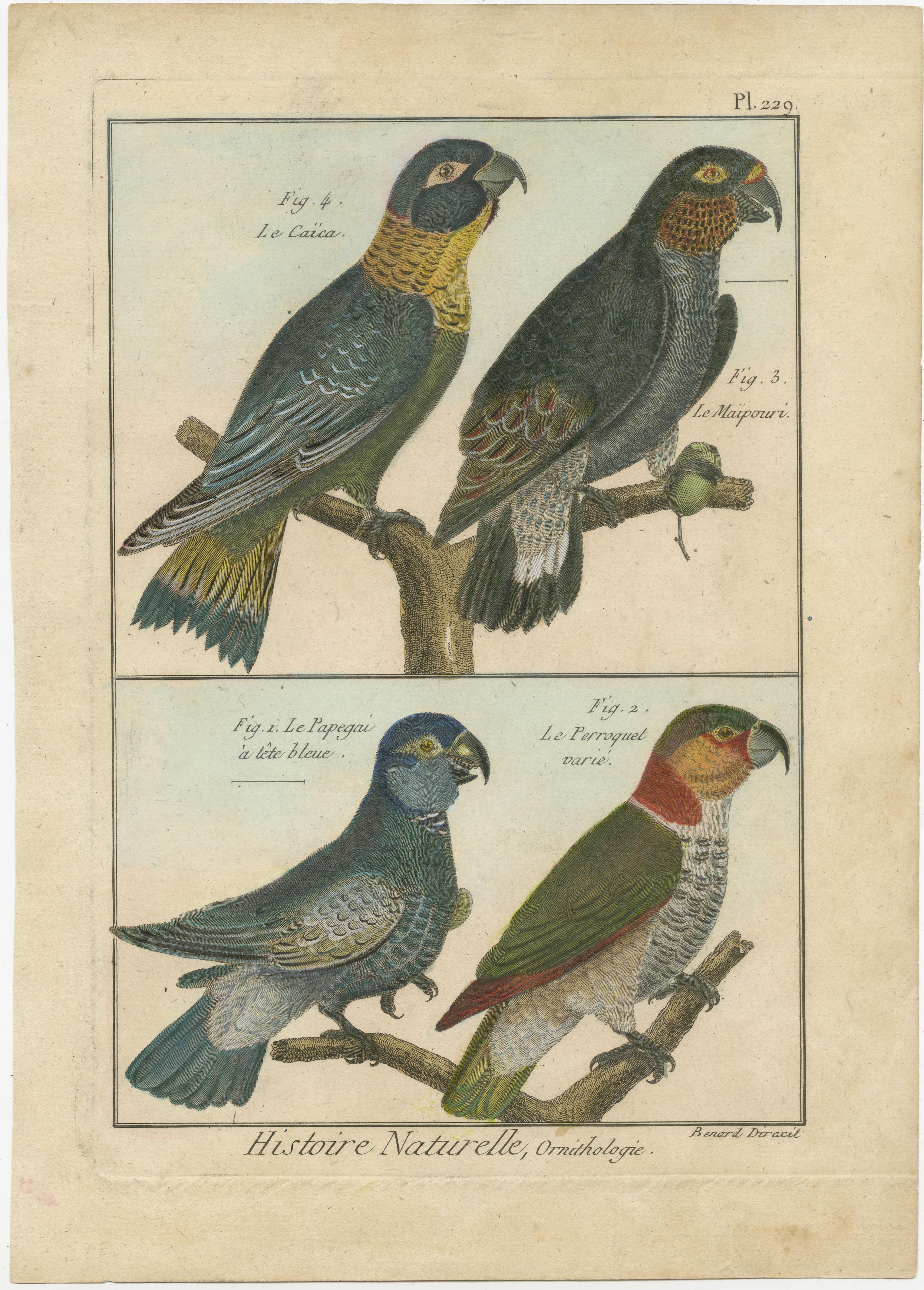 Eine authentische, perfekte und helle, ursprünglich handkolorierte Illustration von 4 Papageien, auf Pergamentpapier (Kupferstich). Es hat einen feinen Glanz durch das authentisch aufgetragene Eigelb als Firnis. Der Künstler ist Robert Bernard