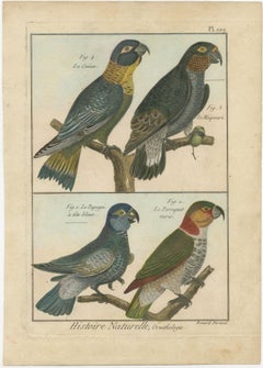 Original, Richly Hand-Colored, Rare Copper Engraving of 4 Parrots '1792'