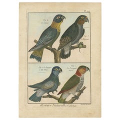 Original, Richly Hand-Colored, Rare Copper Engraving of 4 Parrots '1792'