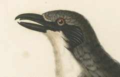 Original Shrike Illustration - 'La Collurie ardoisée' Handcolored Print, 1807