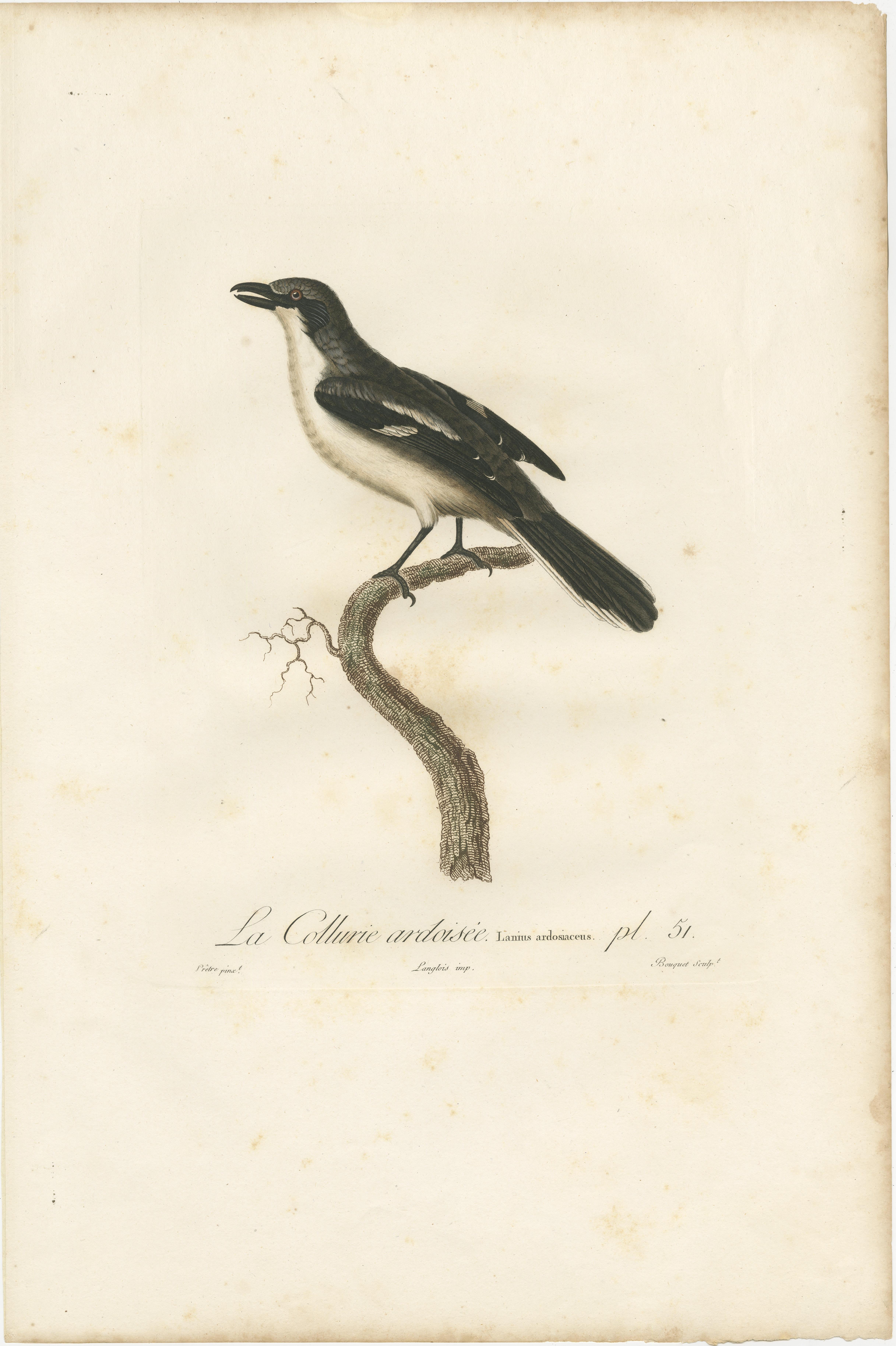 Original Shrike Illustration - 'La Collurie ardoisée' Handcolored Print, 1807 In Good Condition For Sale In Langweer, NL