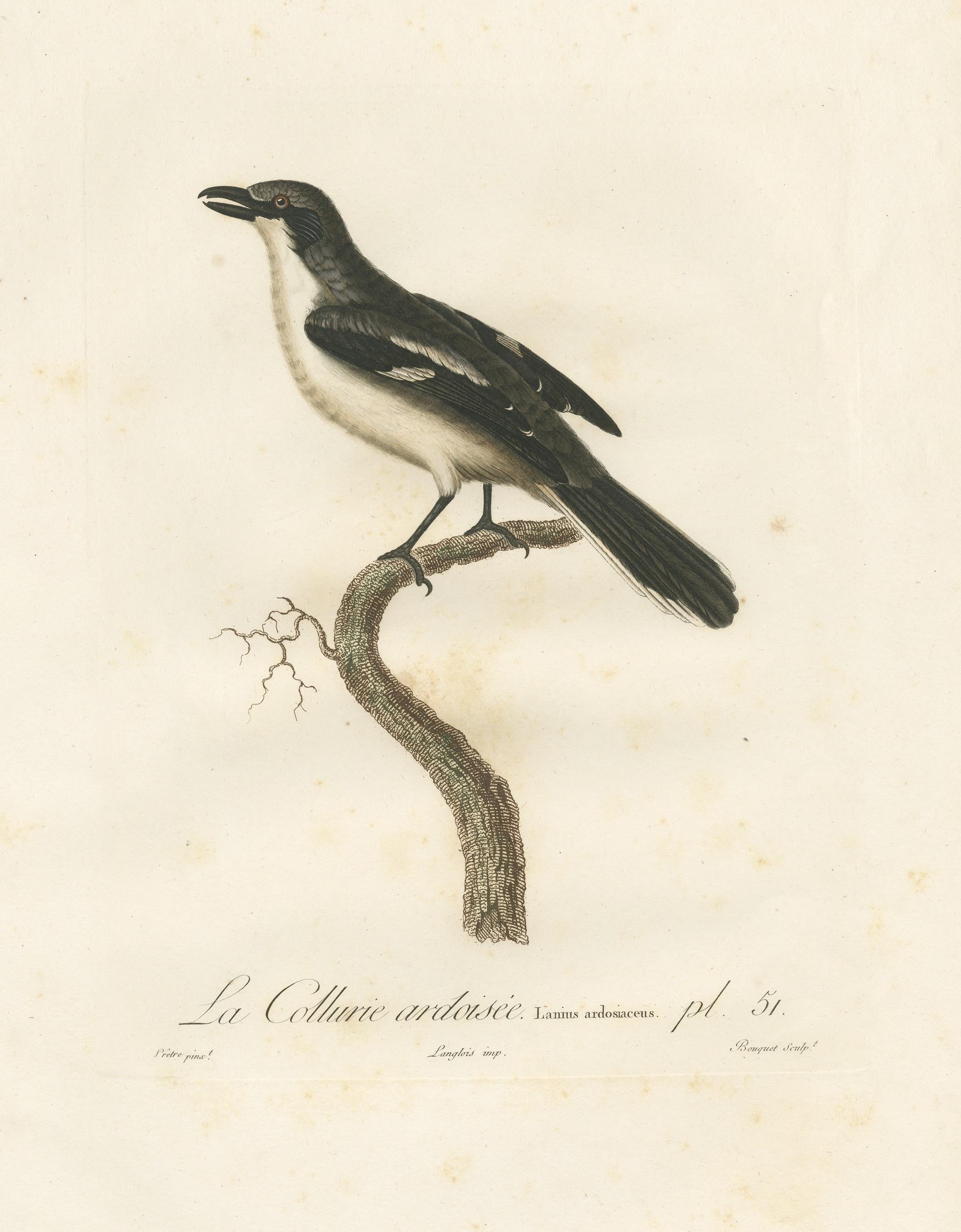 Paper Original Shrike Illustration - 'La Collurie ardoisée' Handcolored Print, 1807 For Sale