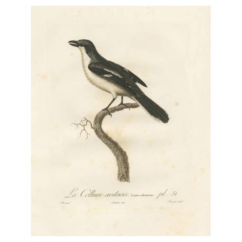 Original Shrike Illustration - 'La Collurie ardoisée' Handcolored Print, 1807