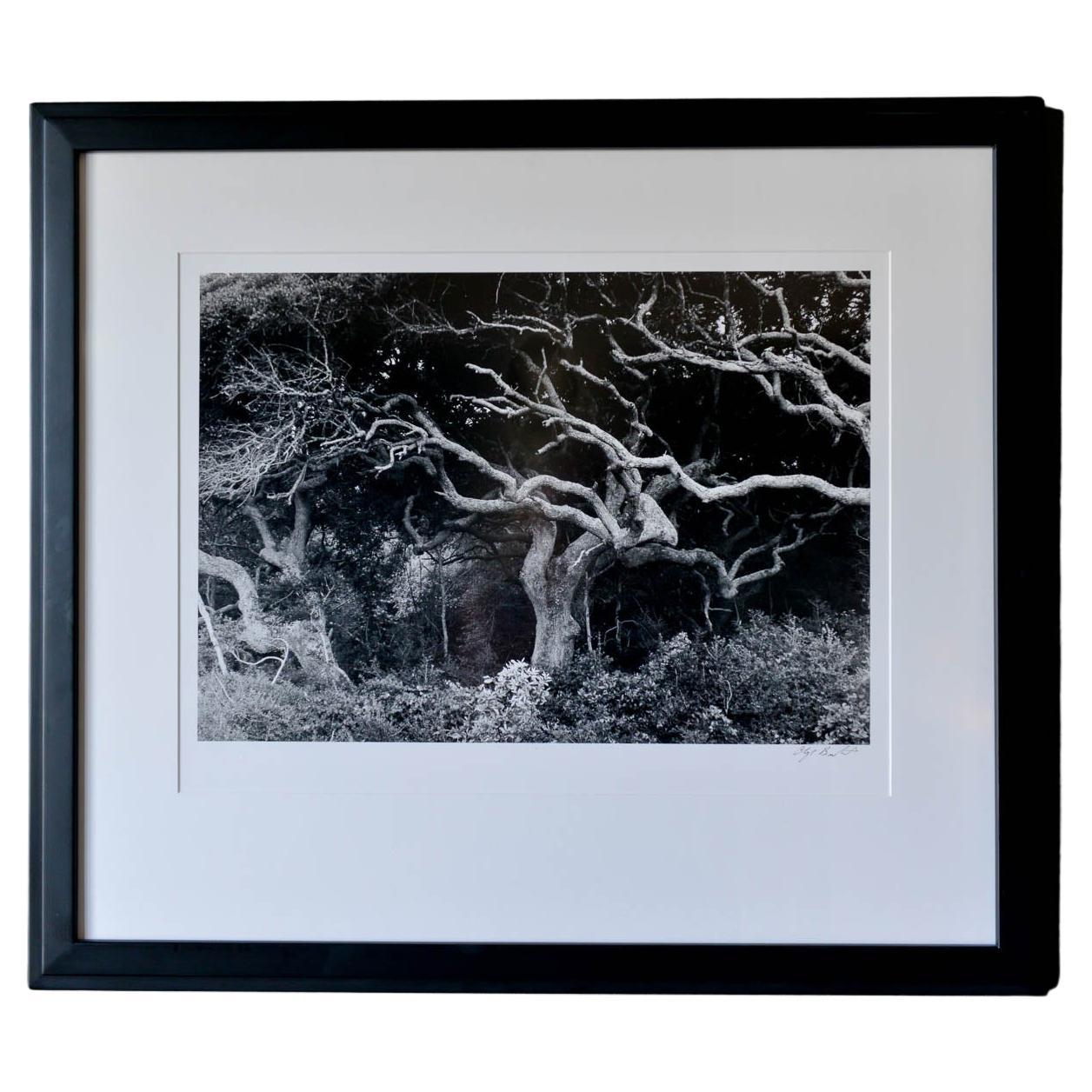 Original Silver Gelatin Photograph titled "Amelia Island" by Clyde Butcher, 1989