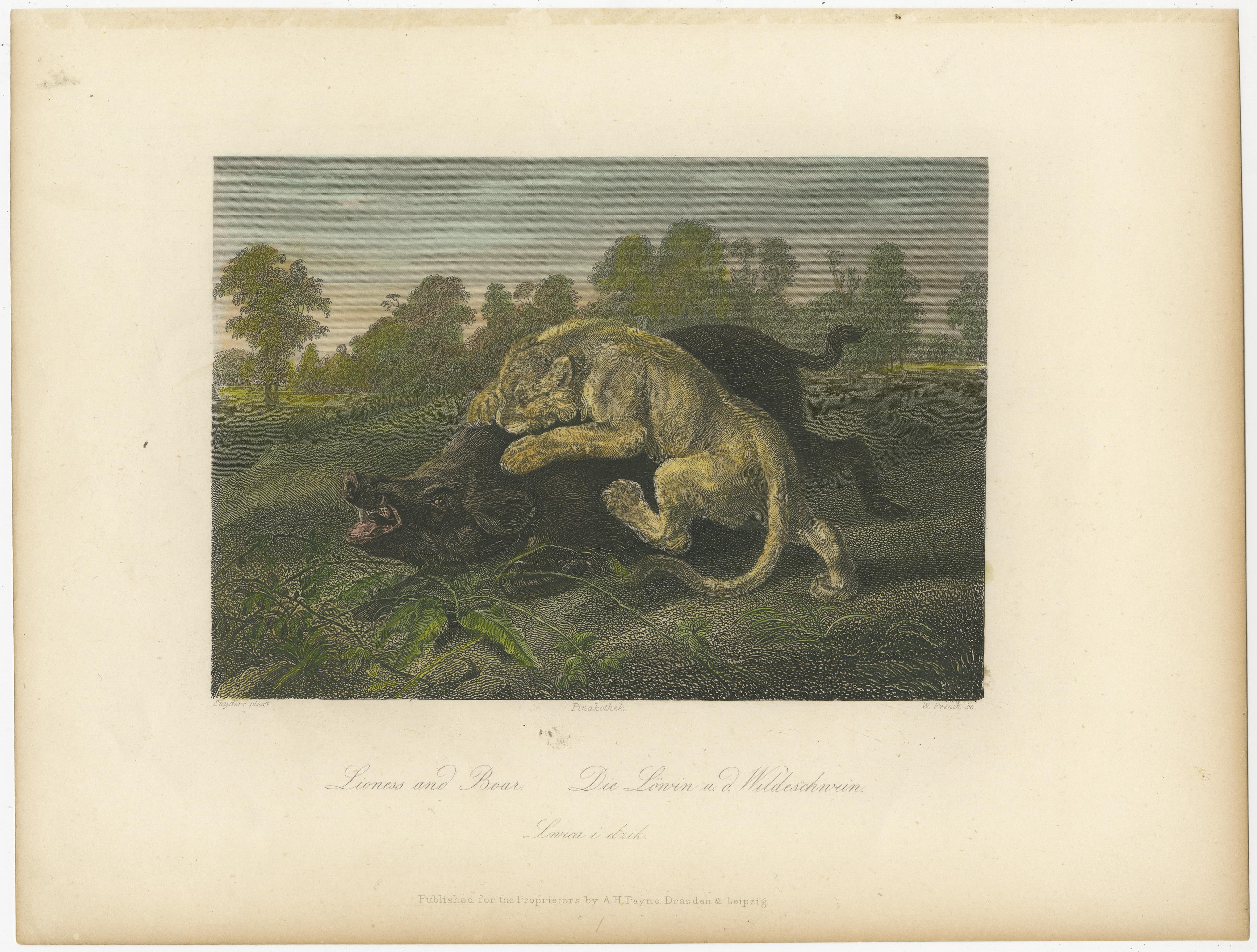 Antique print titled 'Lioness and Boar'. Original steel engraving and a boar. Published by A.H. Payne, circa 1860.