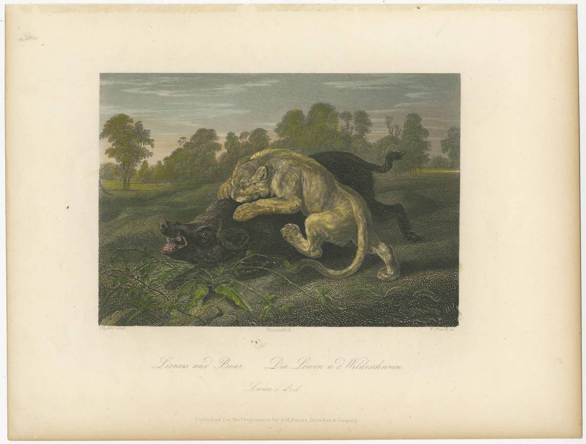 Original Steel Engraving of a Lioness and Boar
