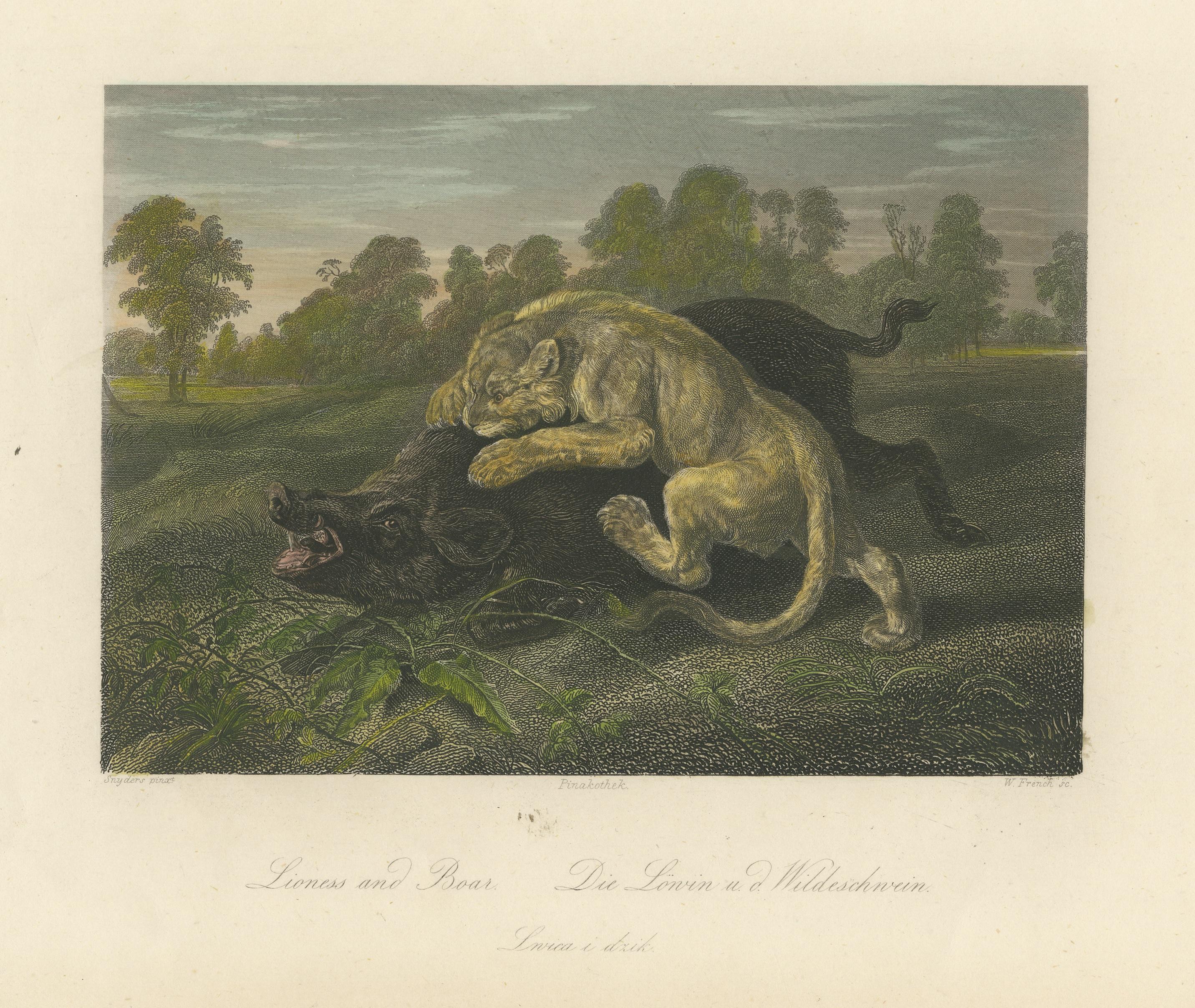 Original Steel Engraving of a Lioness and Boar In Good Condition For Sale In Langweer, NL