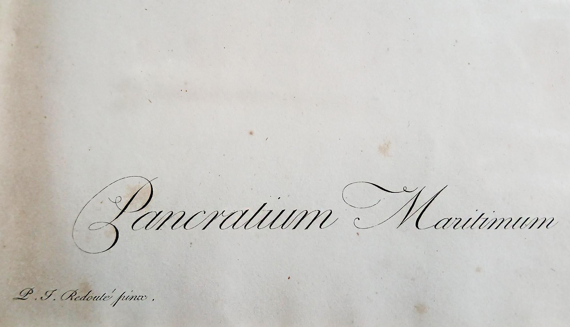 Stampa originale incisa da Pierre-Joseph Redouté, 1802, Les Liliaceés in vendita 2