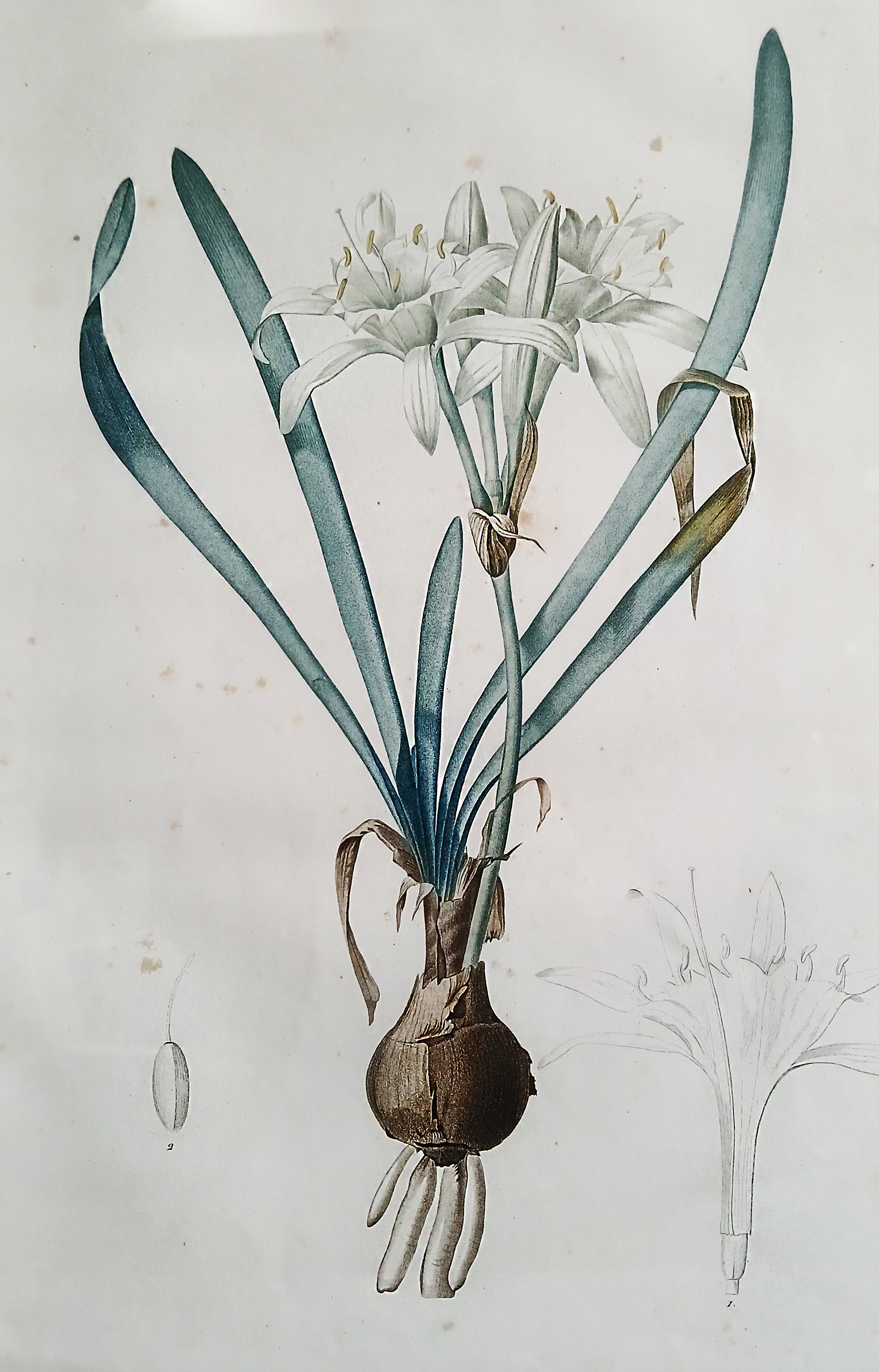 Stampa originale incisa da Pierre-Joseph Redouté, 1802, Les Liliaceés in vendita 6