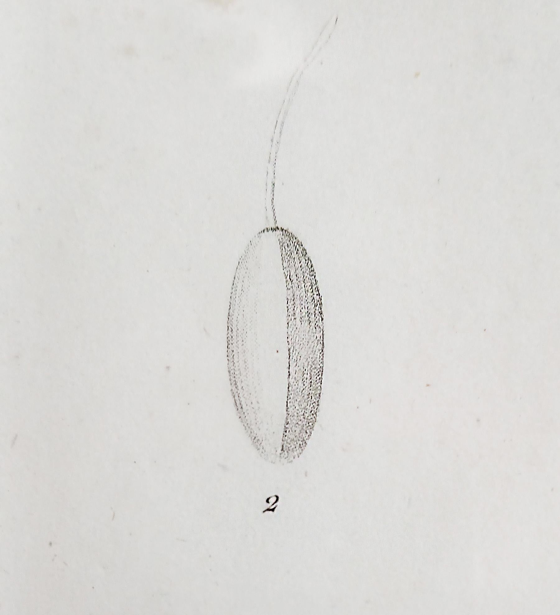 Stampa originale incisa da Pierre-Joseph Redouté, 1802, Les Liliaceés in vendita 7