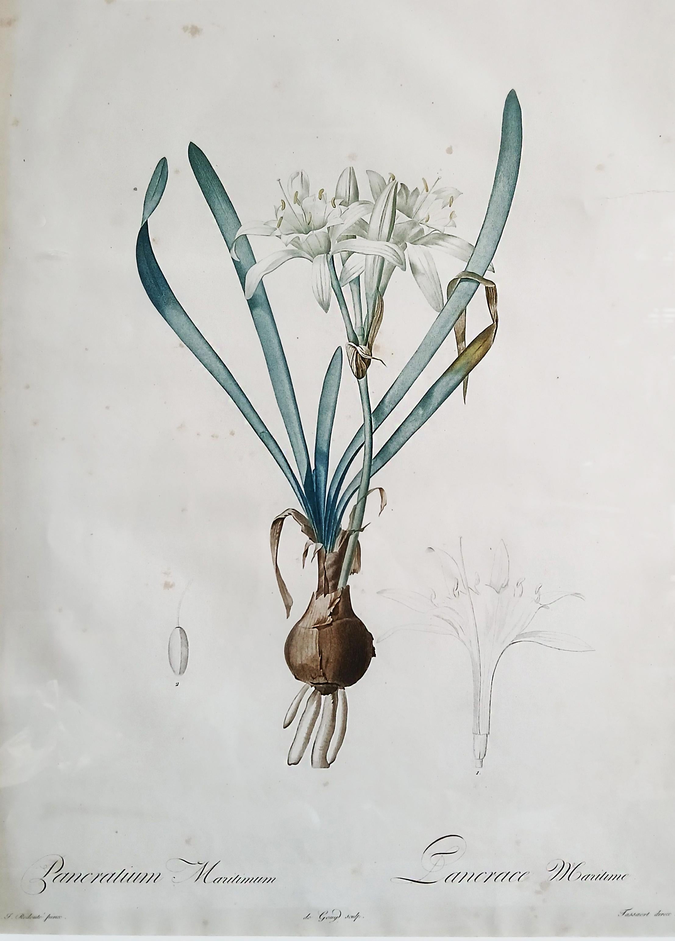 Una splendida incisione originale tratta da I gigli (Les Liliaceés) di P & A. Redouté, considerato il più grande artista botanico di tutti i tempi. 

Prodotta tra il 1802 e il 1816 sotto il patrocinio di Joseph Bonaparte, Les Liliacées di