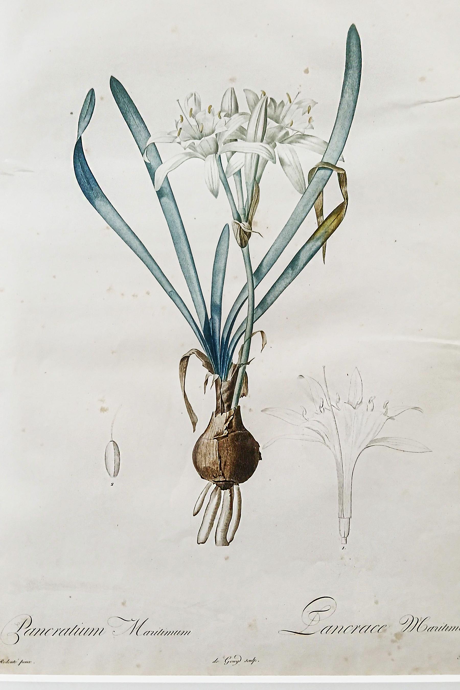 Stile impero Stampa originale incisa da Pierre-Joseph Redouté, 1802, Les Liliaceés in vendita