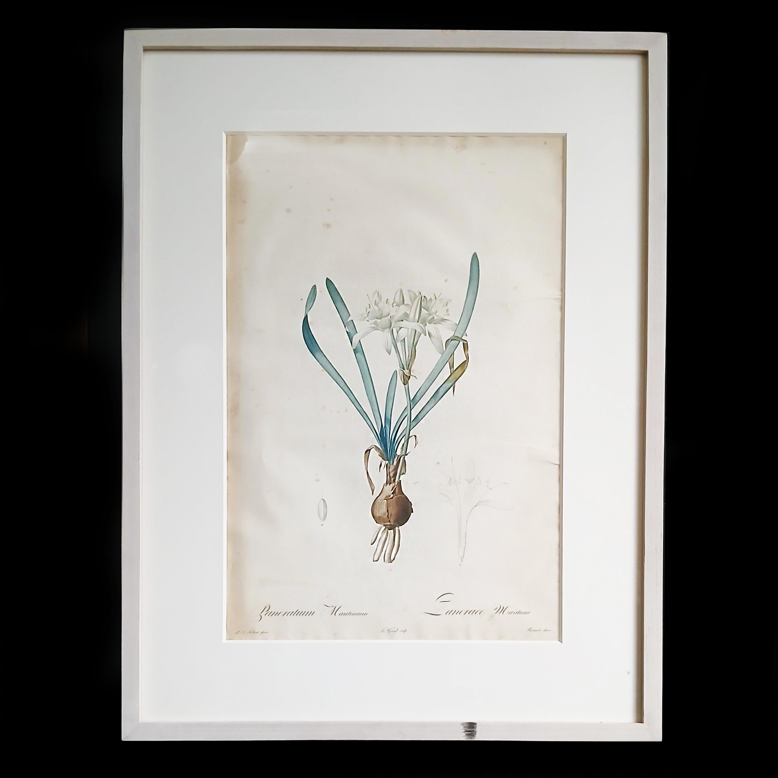 Francese Stampa originale incisa da Pierre-Joseph Redouté, 1802, Les Liliaceés in vendita
