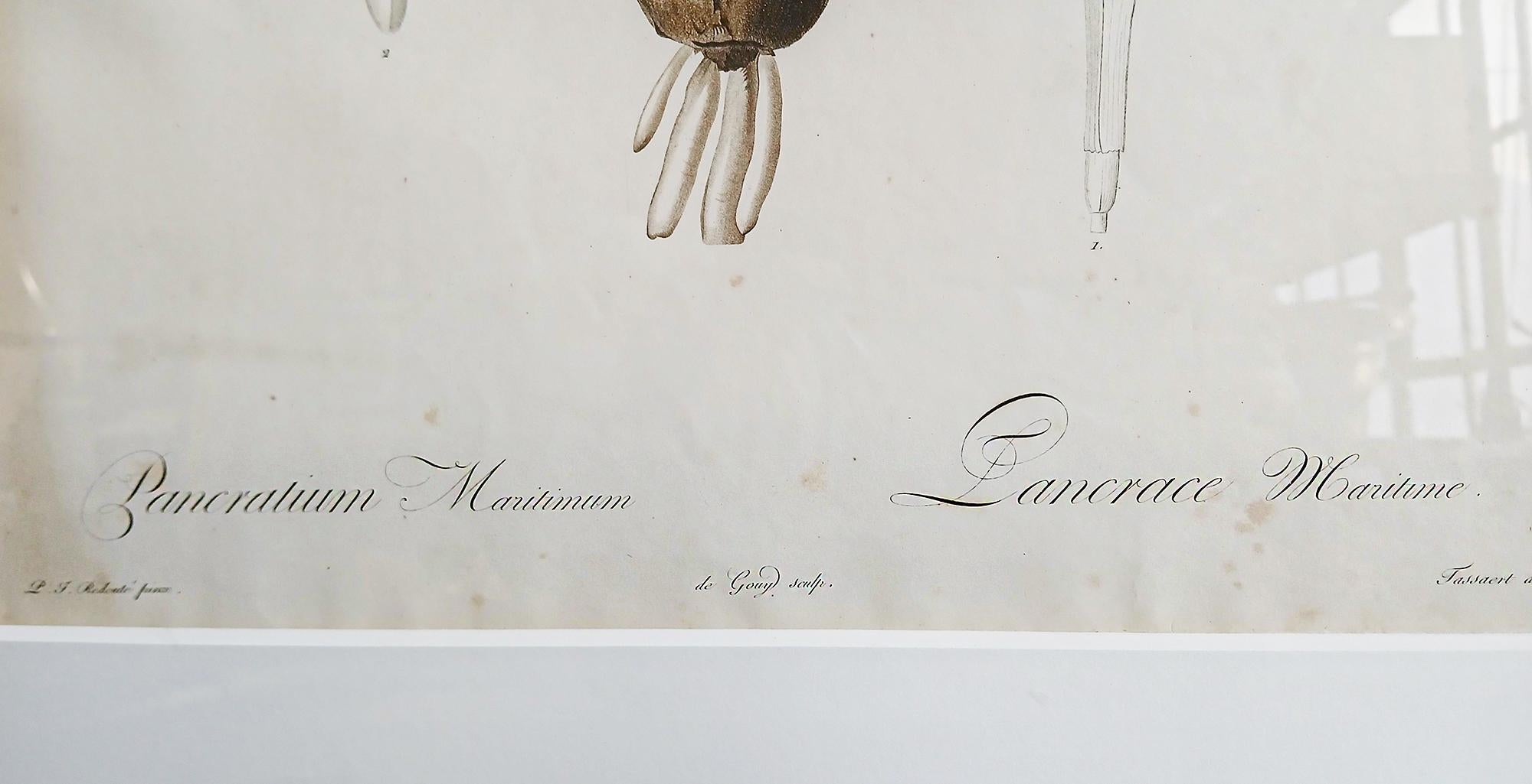 Inizio XIX secolo Stampa originale incisa da Pierre-Joseph Redouté, 1802, Les Liliaceés in vendita