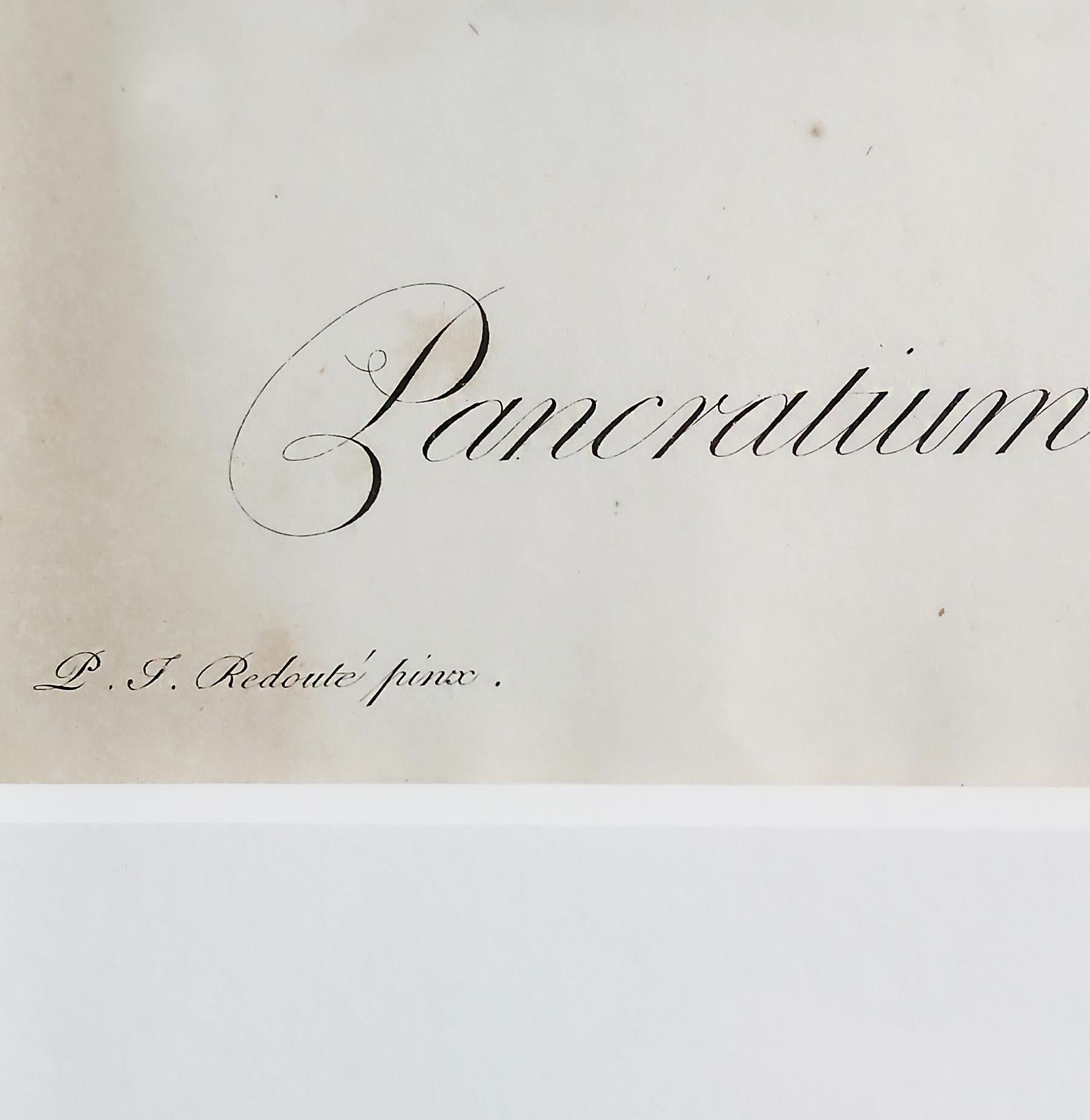 Stampa originale incisa da Pierre-Joseph Redouté, 1802, Les Liliaceés in vendita 1