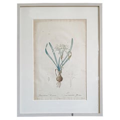 Antique Original Engraved Print by Pierre Joseph Redouté, 1802, Les Liliaceés