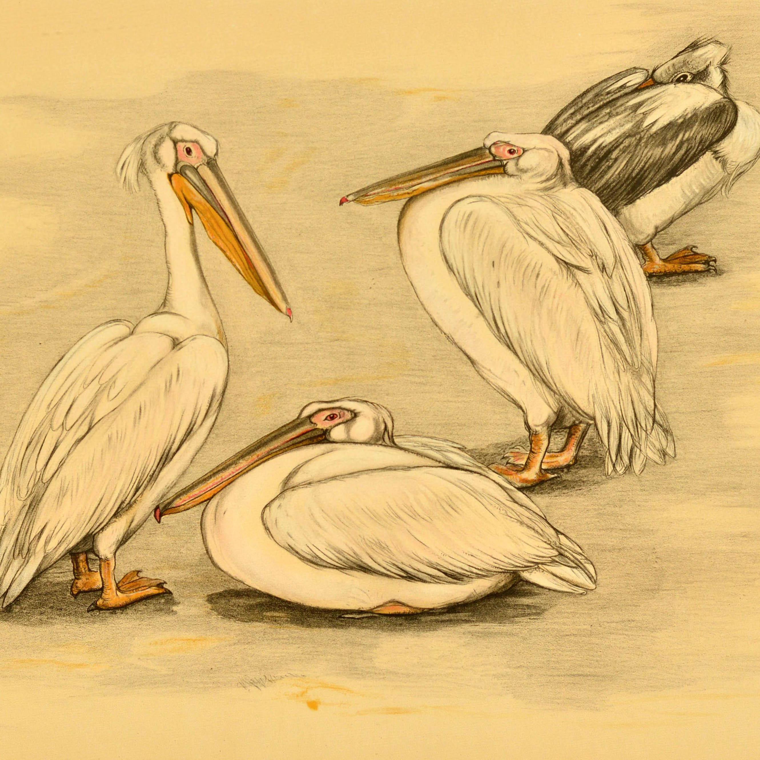 Affiche originale vintage sur les animaux présentant une illustration de quatre pélicans par l'artiste néerlandais et peintre animalier Berend Sluyterman montrant l'un des oiseaux assis et les autres debout dans différentes poses. Horizontal. Bon