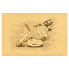 Original Vintage-Tierplakat, Vintage, Vier Pelikanen, Vögel, Tiere, Berend Sluyterman, Kunst