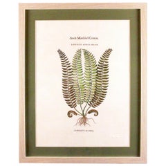 Original Retro Botanical Fern Print with Maker's Stamp