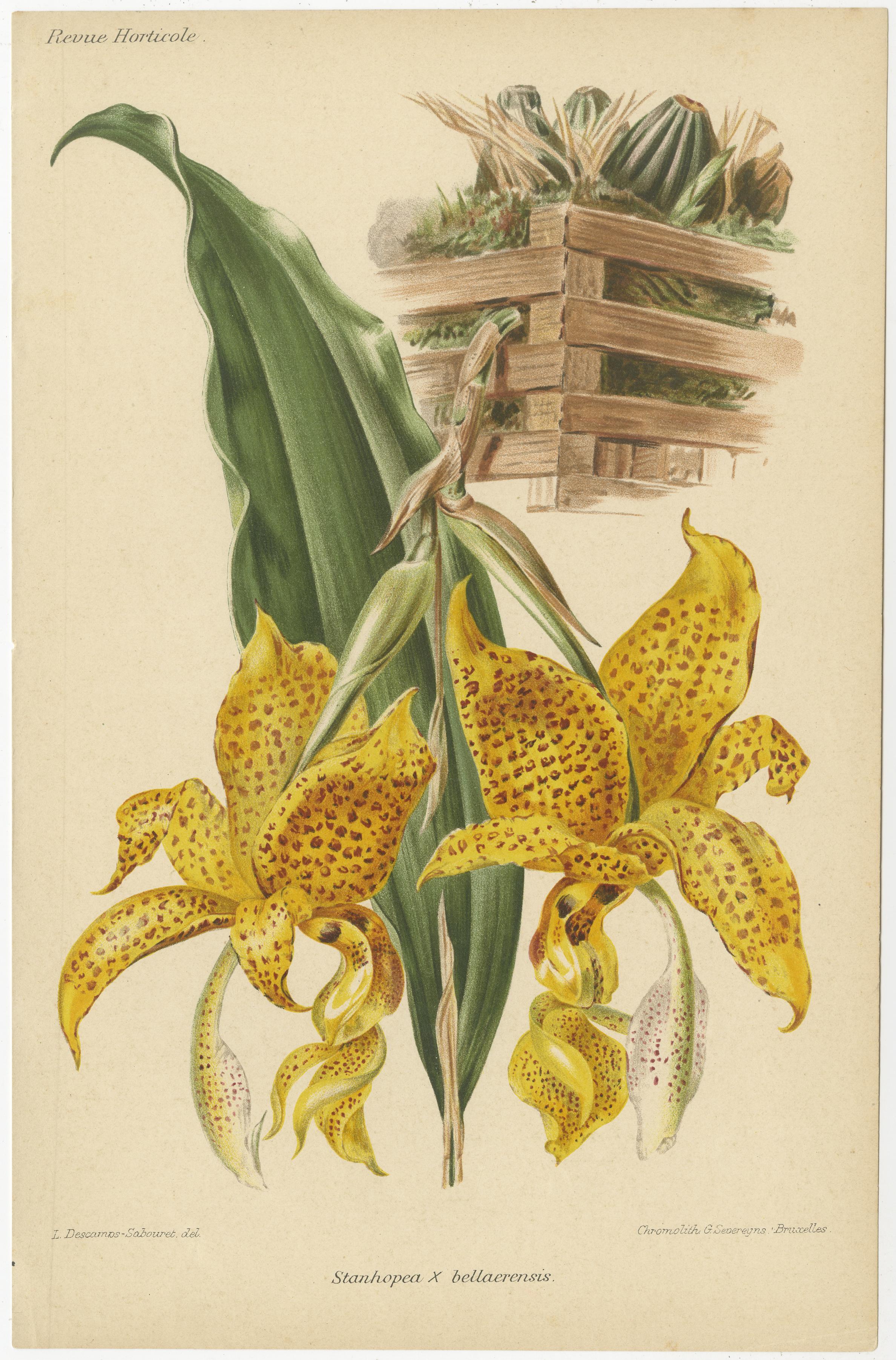 Here are descriptions of the eight botanical illustrations, including the Latin and English names of the plants, why they are significant, and details about the creators and the technique used to produce these antique prints.

1. Stanhopea x