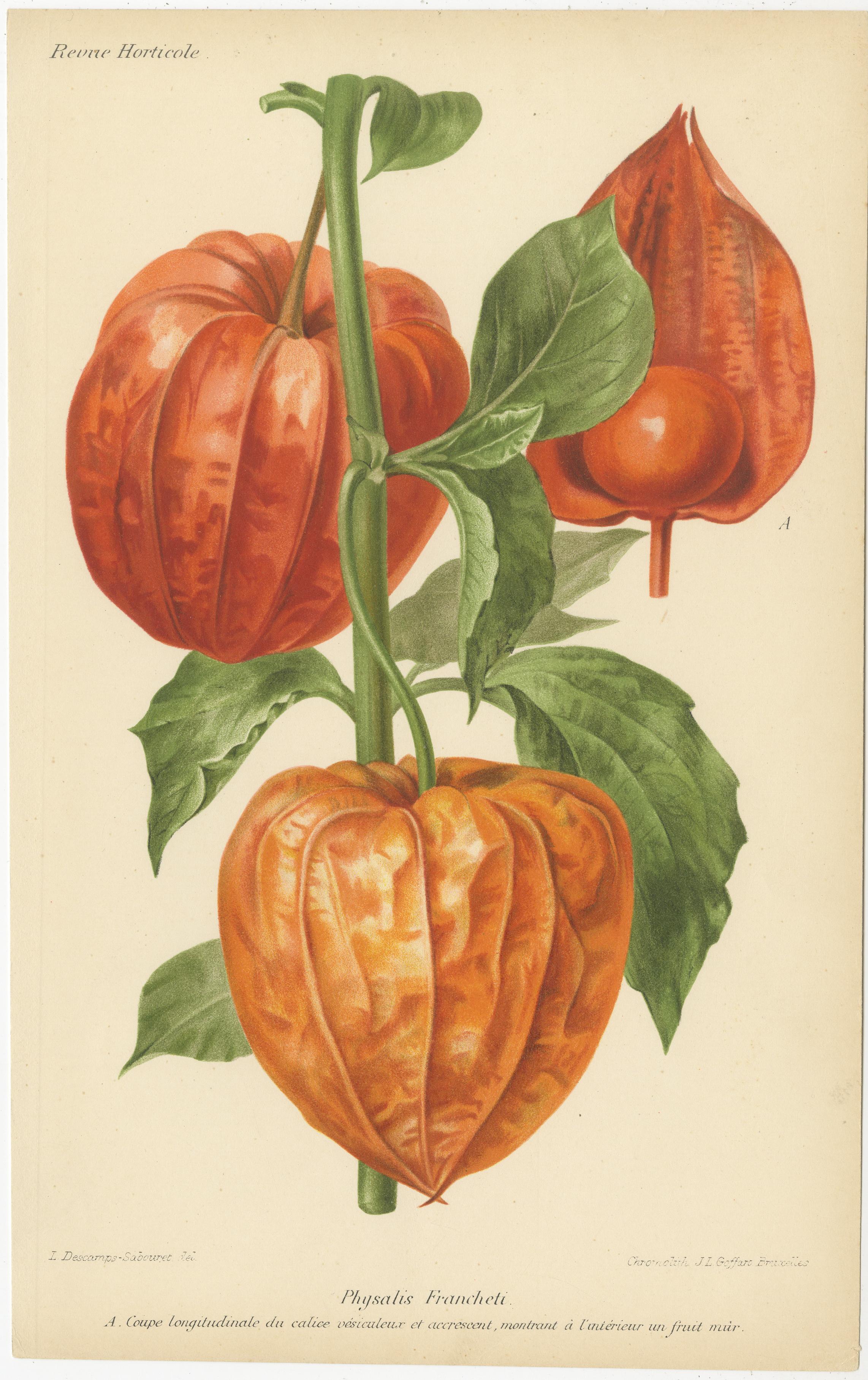 Originale botanische Illustrationen aus der Revue Horticole, ca. 1855 im Zustand „Gut“ im Angebot in Langweer, NL
