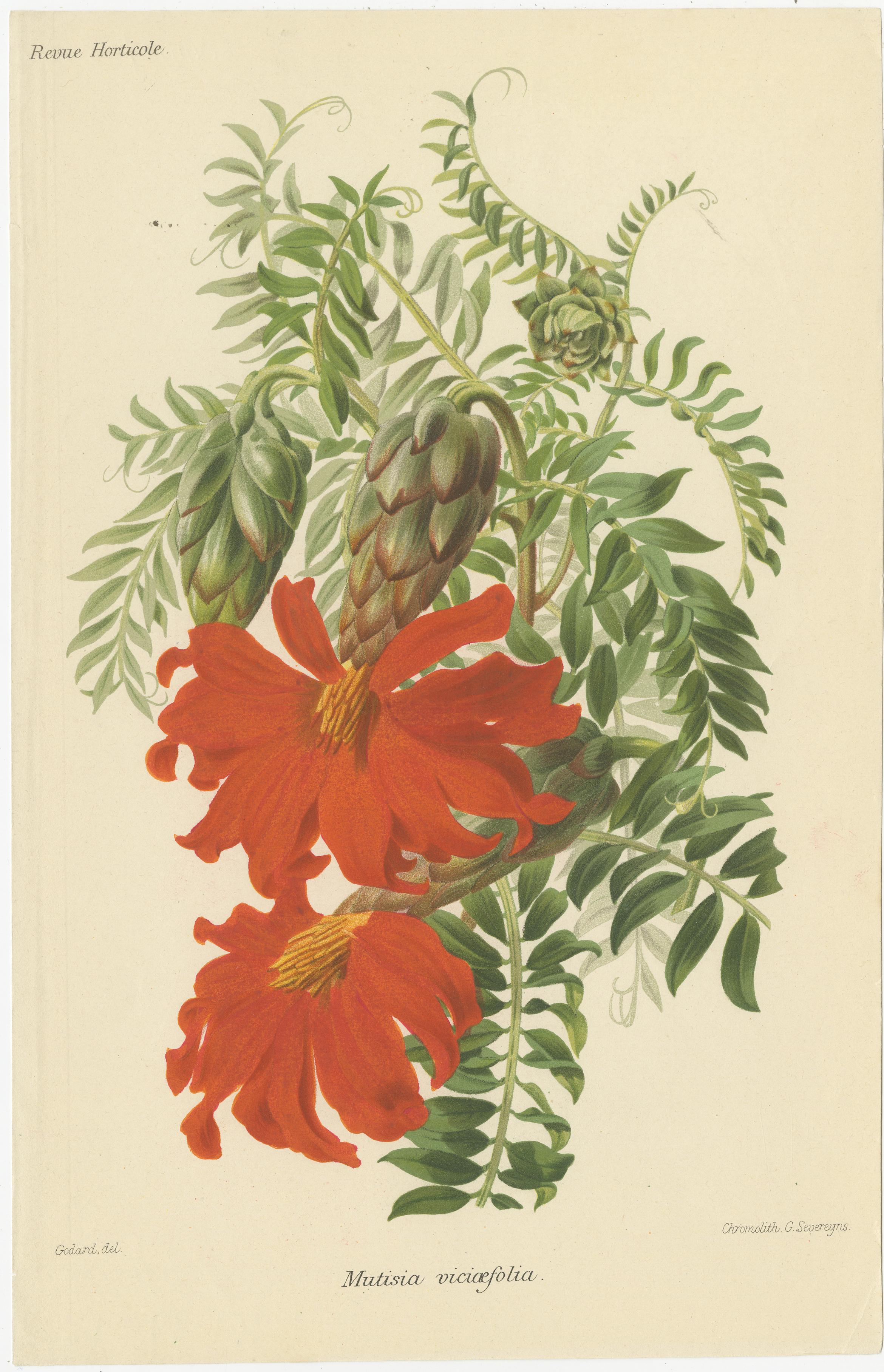 Originale botanische Illustrationen aus der Revue Horticole, ca. 1855 (Mittleres 19. Jahrhundert) im Angebot