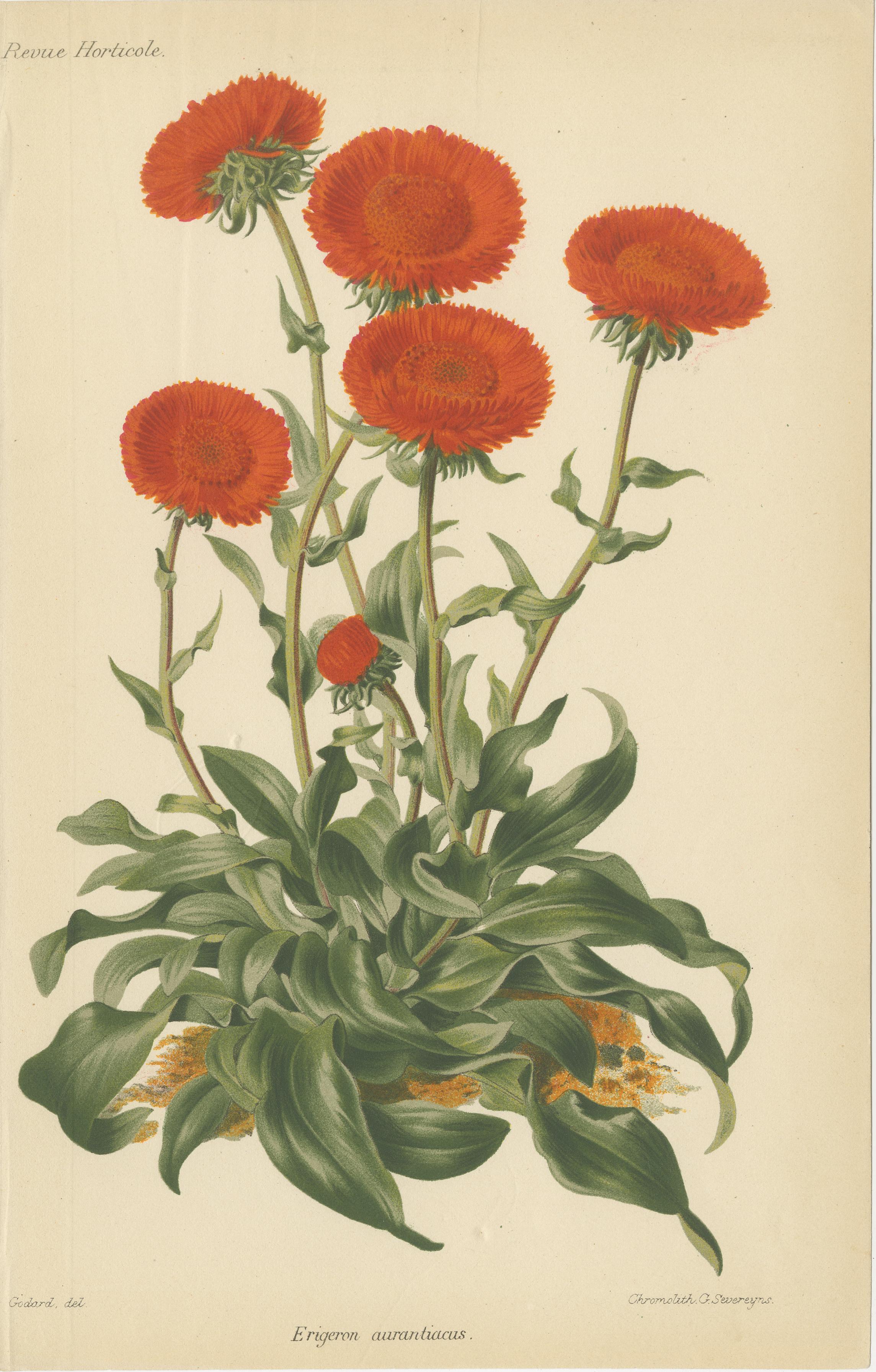 Originale botanische Illustrationen aus der Revue Horticole, ca. 1855 (Papier) im Angebot