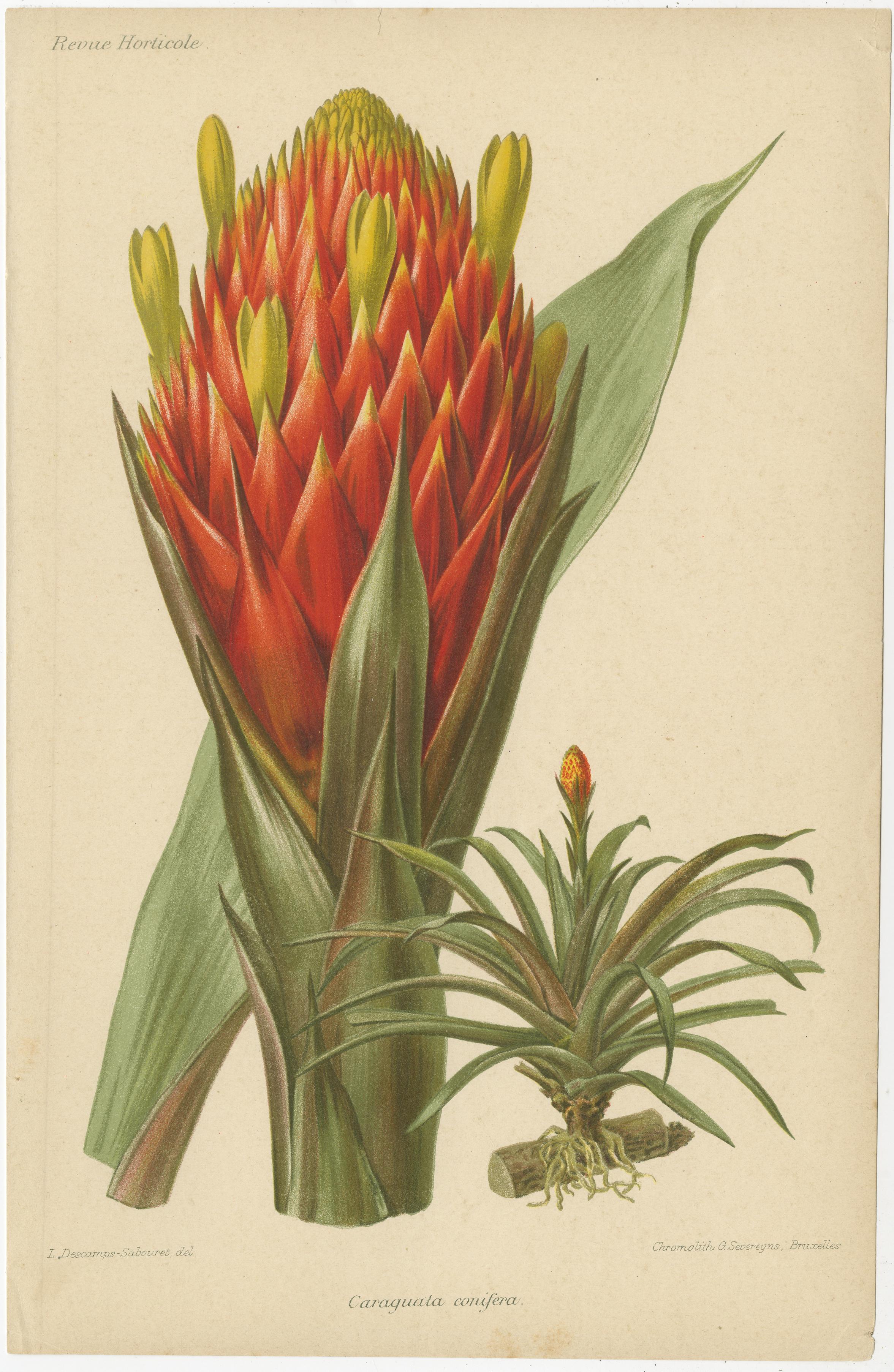 Originale botanische Illustrationen aus der Revue Horticole, ca. 1855 im Angebot 1
