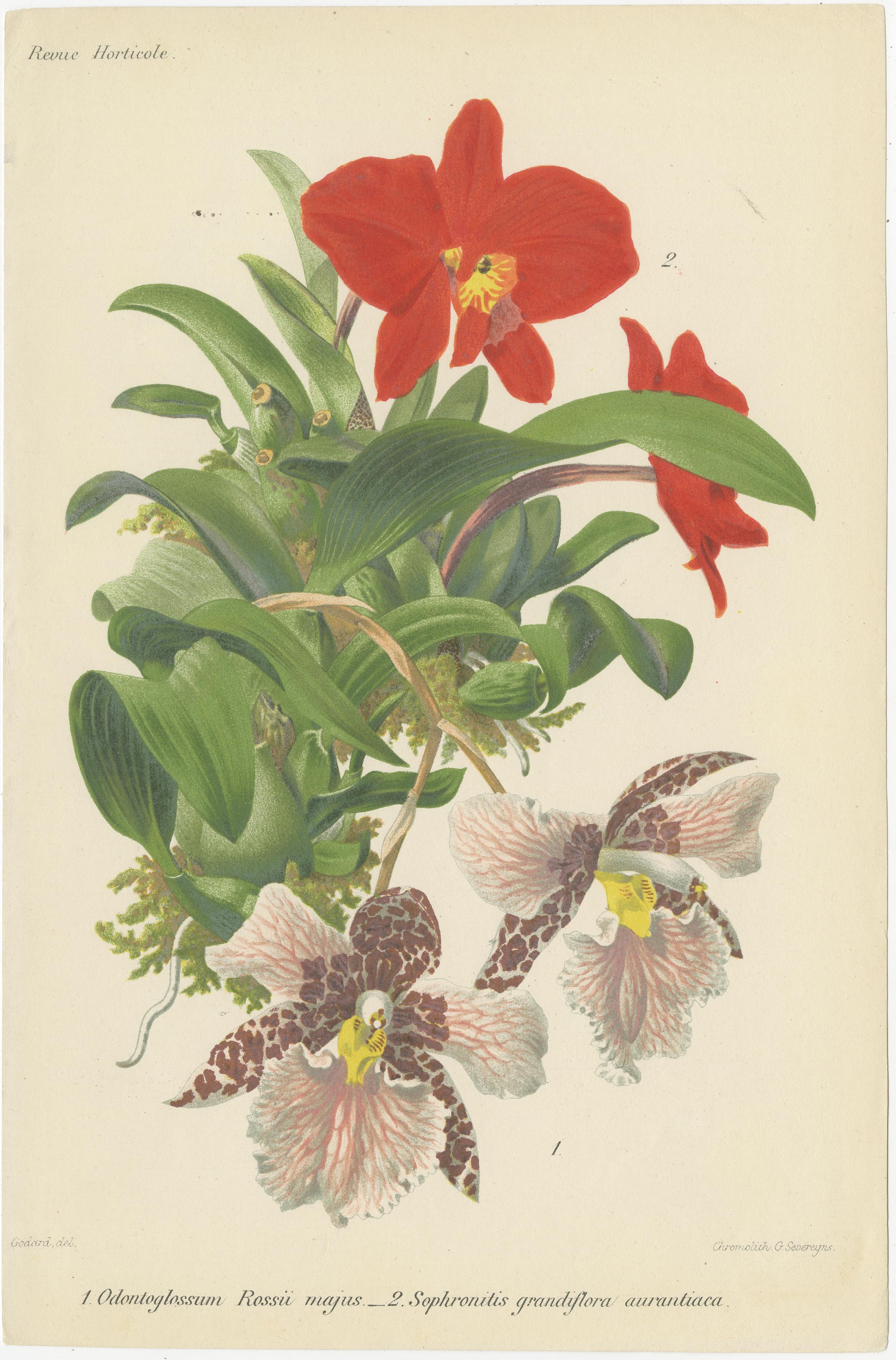 Originale botanische Illustrationen aus der Revue Horticole, ca. 1855 im Angebot 2