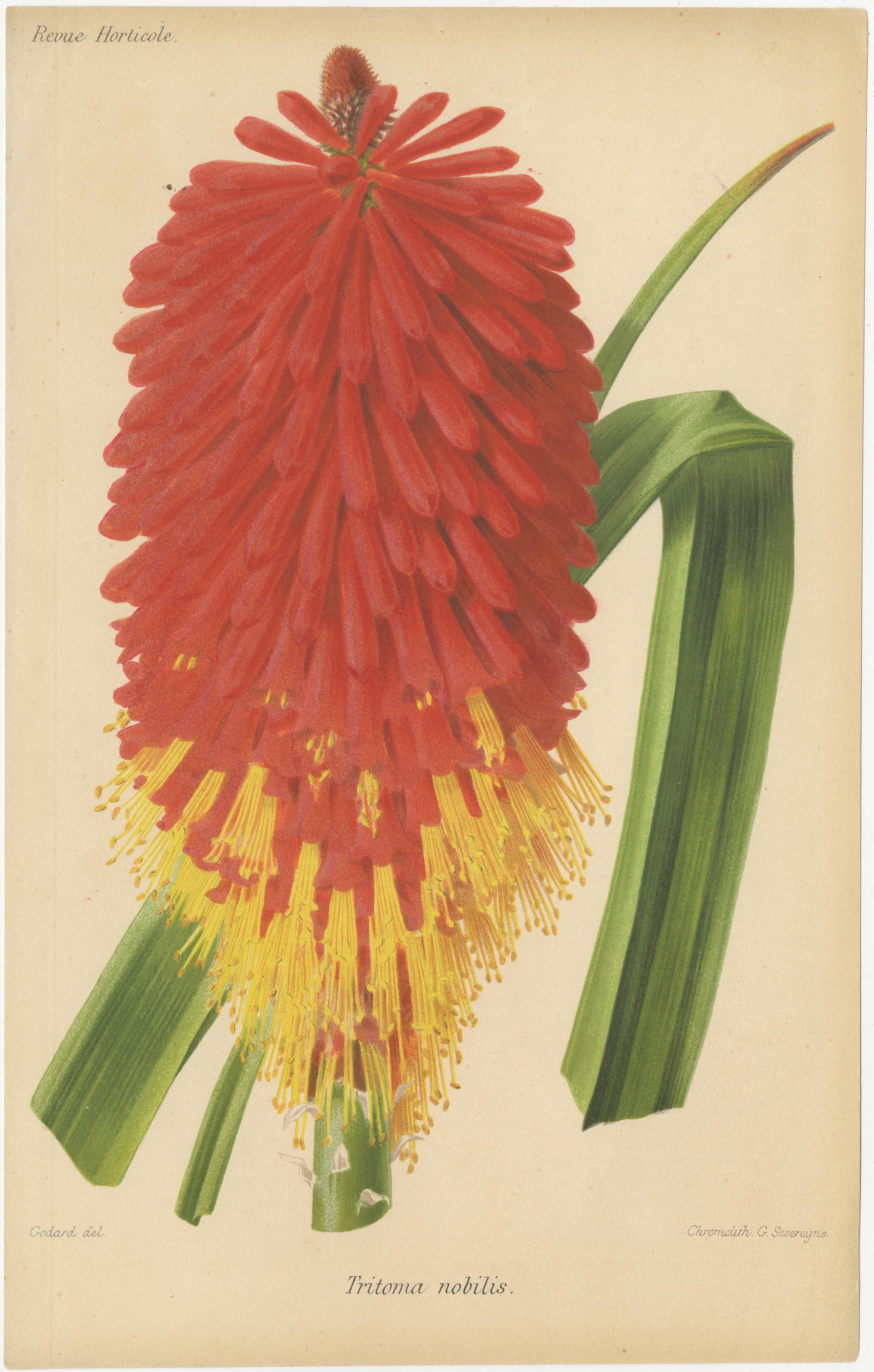 Originale botanische Illustrationen aus der Revue Horticole, ca. 1855 im Angebot 3