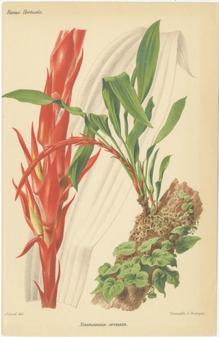 Original Vintage Botanical Illustrations from Revue Horticole, circa 1855, view 9