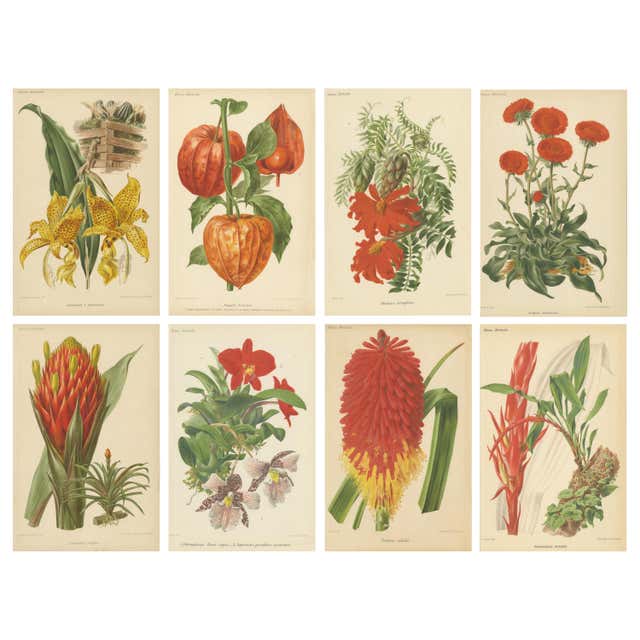 Original Botanitcal Prints Set of 16 Original Antique Botanical Prints, circa 1850 For Sale at 1stDibs