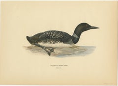 Original Vintage Common Loon Bird Lithograph, Colymbus Immer, 1929