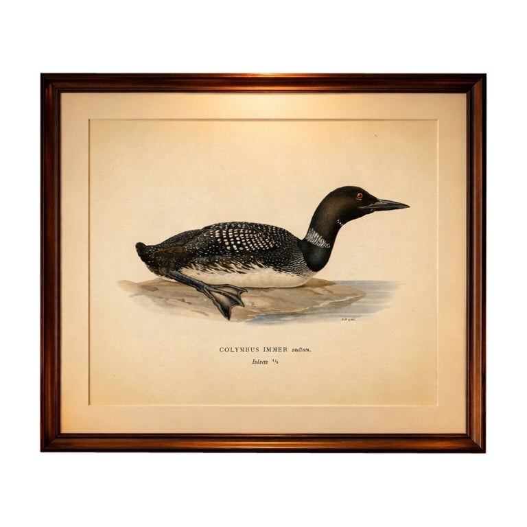 Lithographie vintage originale d'un oiseau, le plongeon huard, Colymbus Immer, 1929