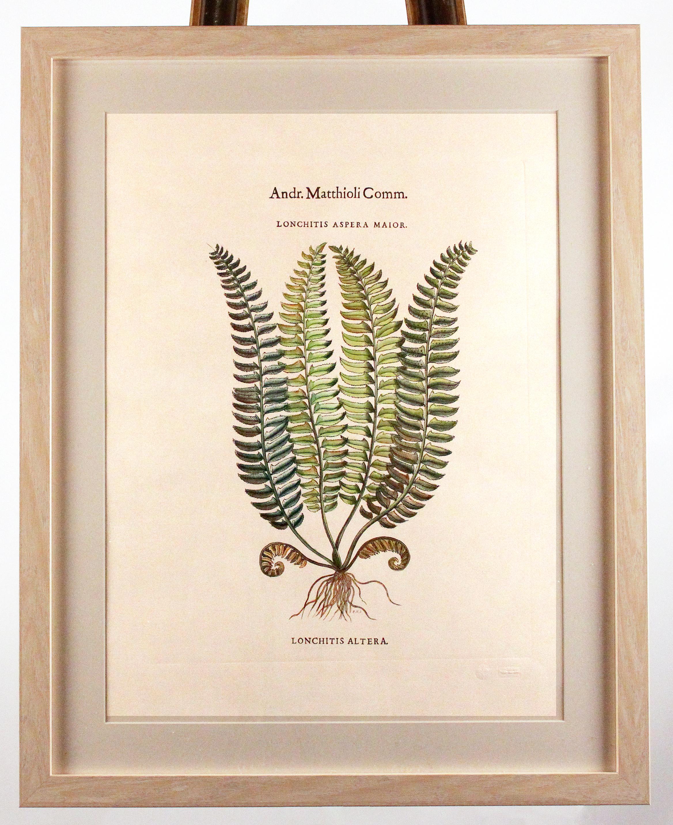 Andr. Matthioli Comm. 
Lonchitis Altera Botanical Fern Print 

Lonchitis is a neotropical genus of ferns. It is the sole genus in the family Lonchitidaceae. 

22 W x 28 H in an oak frame with ivory mat.