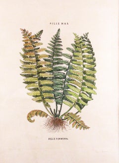 Impresiones originales vintage personalizadas de helechos botánicos con sello del fabricante