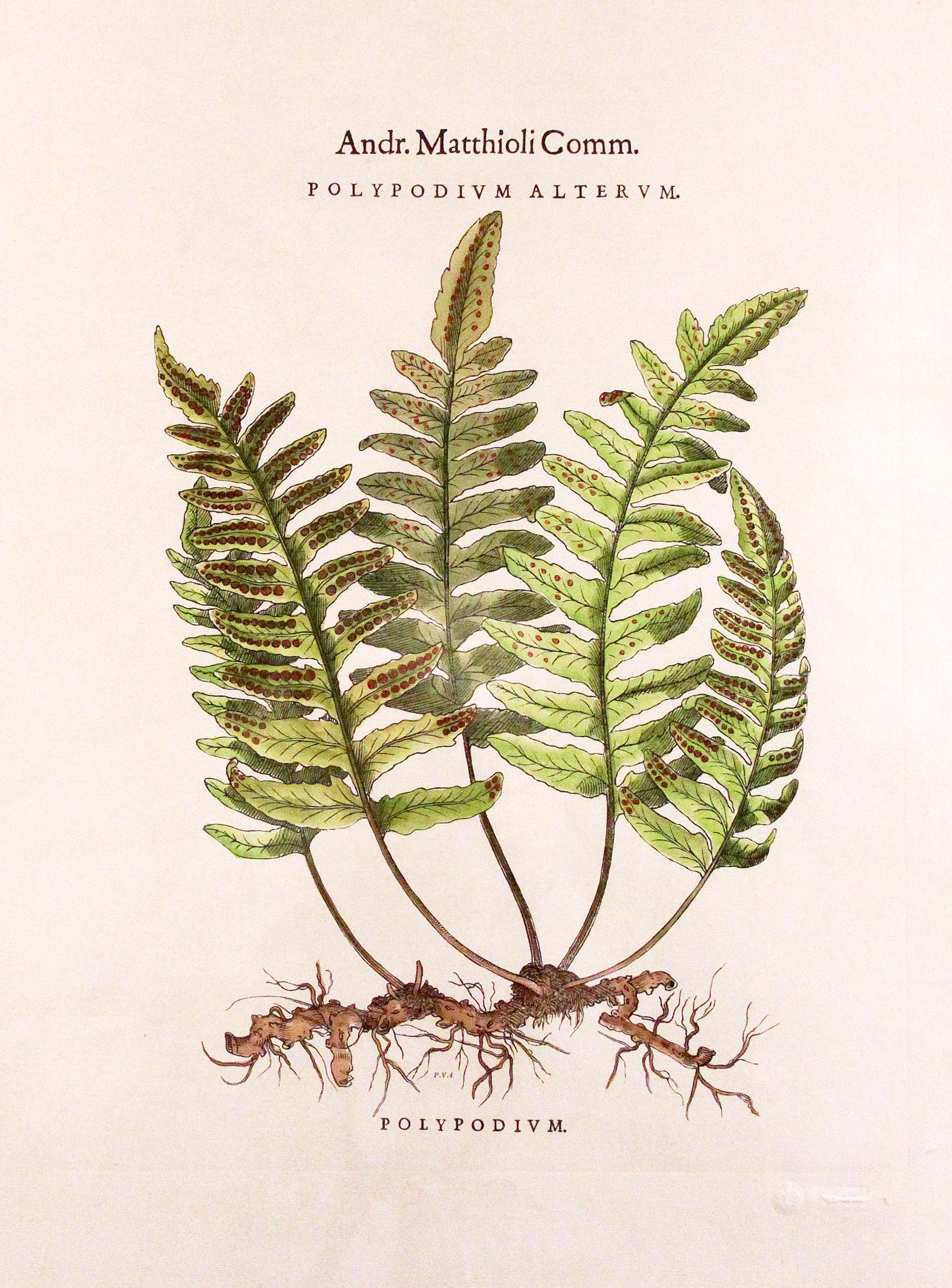 Andr. Matthioli Comm.
Polypodium Alternum in gold frame with Pale Laurel mat
Measures 22 W x 28 H x 1 D 

Polypodium is a genus of ferns in the family Polypodiaceae, subfamily Polypodioideae, The genus is widely distributed throughout the world,