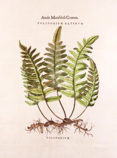 Original Vintage Custom Botanical Fern Prints with Makers Stamp