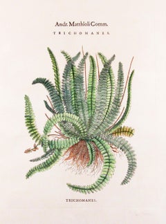 Impresiones originales vintage personalizadas de helechos botánicos con sello del fabricante