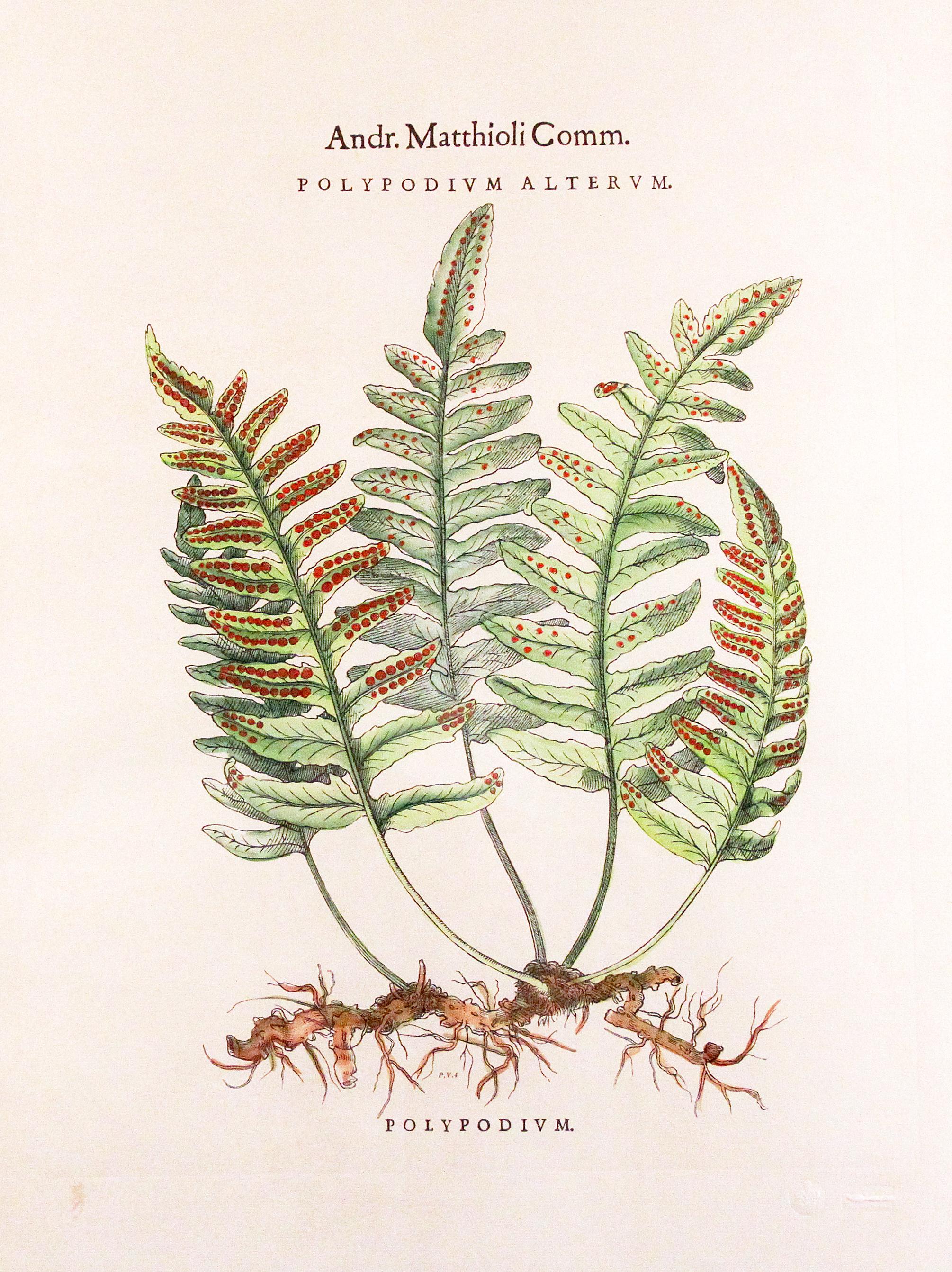 Andr. Matthioli Comm.
Polypodium Alterum Fern print
In gold frame with ivory mat Measures 22 W x 28 H x 1 D.
   