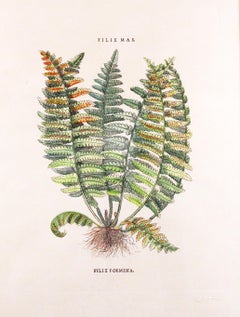 Original Vintage Custom Botanical Fern Prints with Makers Stamp