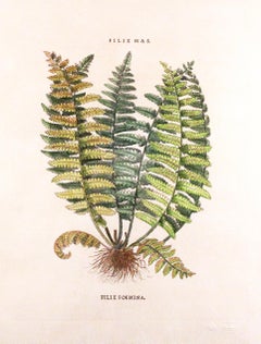 Original Vintage Custom Botanical Fern Prints with Makers Stamp