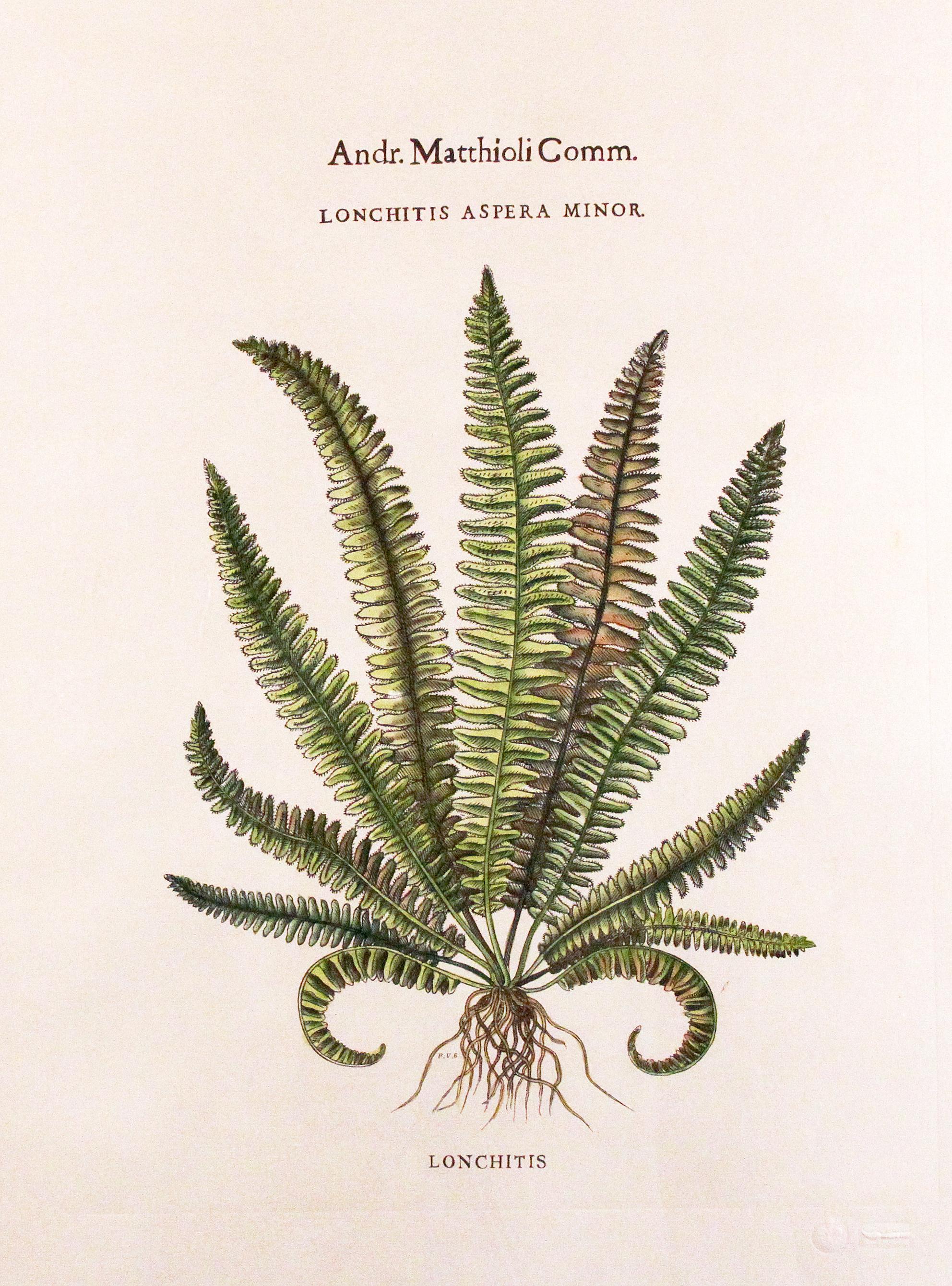 Andr. Matthioli Comm.
Lonchitis 

Lonchitis is a neotropical genus of ferns. It is the sole genus in the family Lonchitidaceae. 
In gold frame green mat Measures 22 W x 28 H x 1 D.