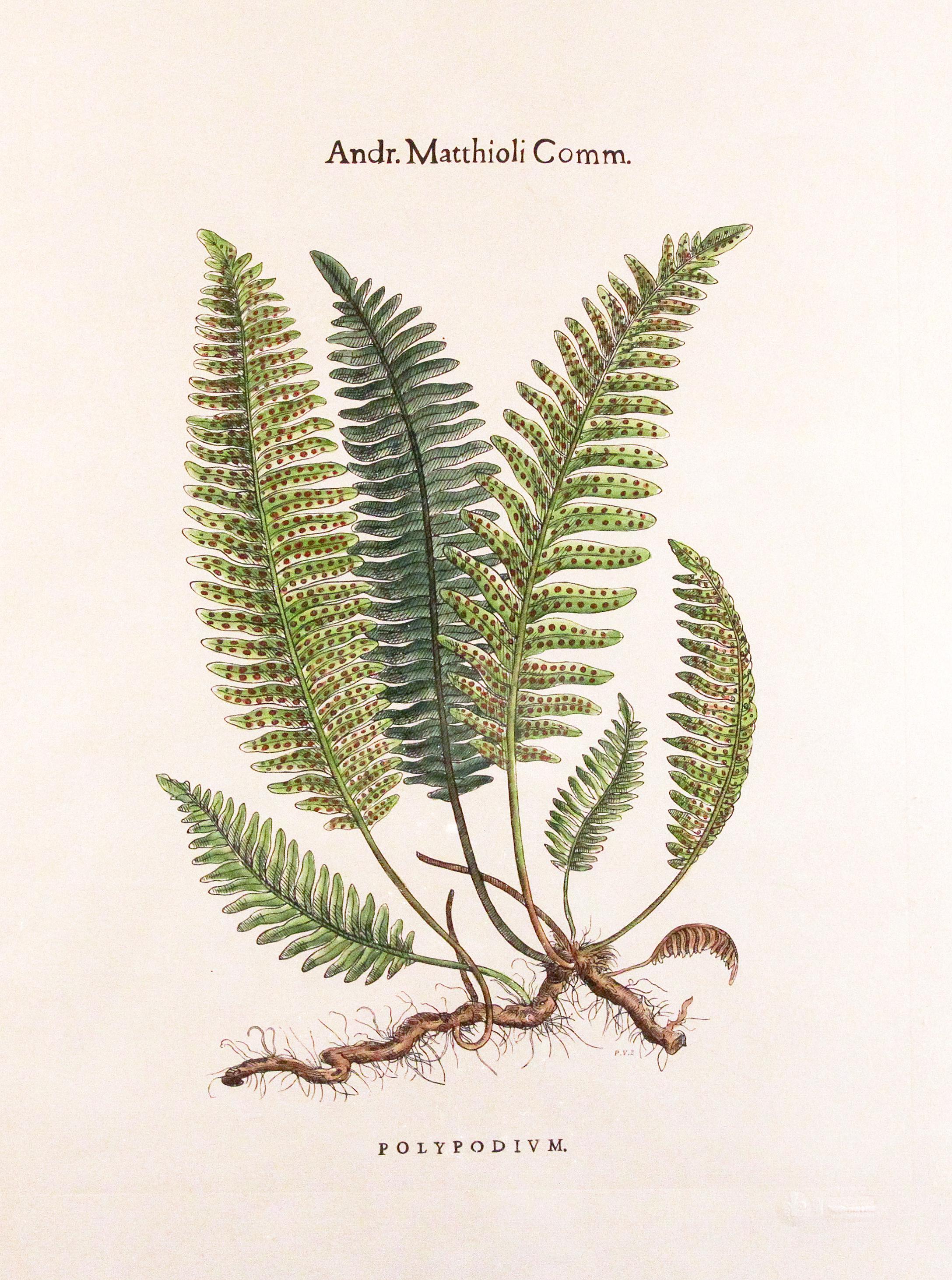 Andr Matthioli Comm. >Polypodium Fern in a white oak frame with laurel green mat, 

Polypodium is a genus of ferns in the family Polypodiaceae, subfamily Polypodioideae, The genus is widely distributed throughout the world, with the highest