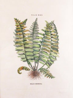 Original Vintage Custom Botanical Fern Prints with Makers Stamp