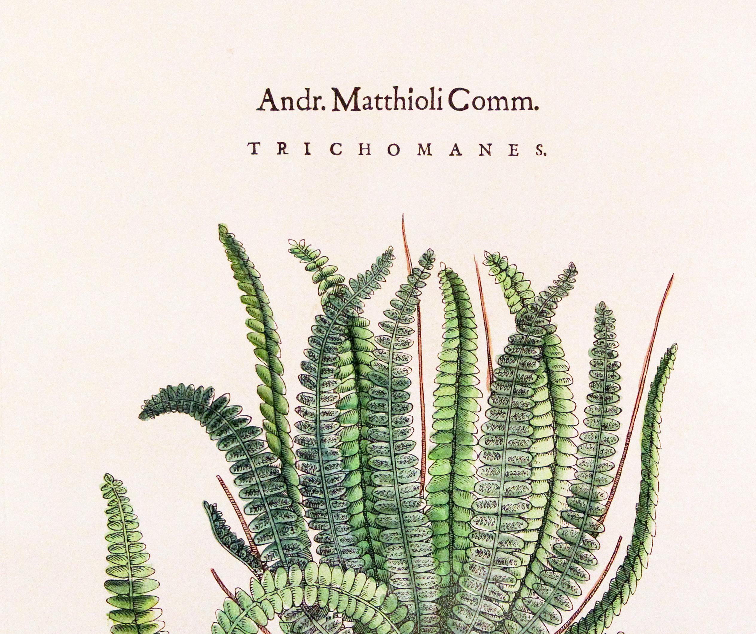 Original Vintage Custom Botanical Fern Drucke mit Herstellerstempel (amerikanisch) im Angebot