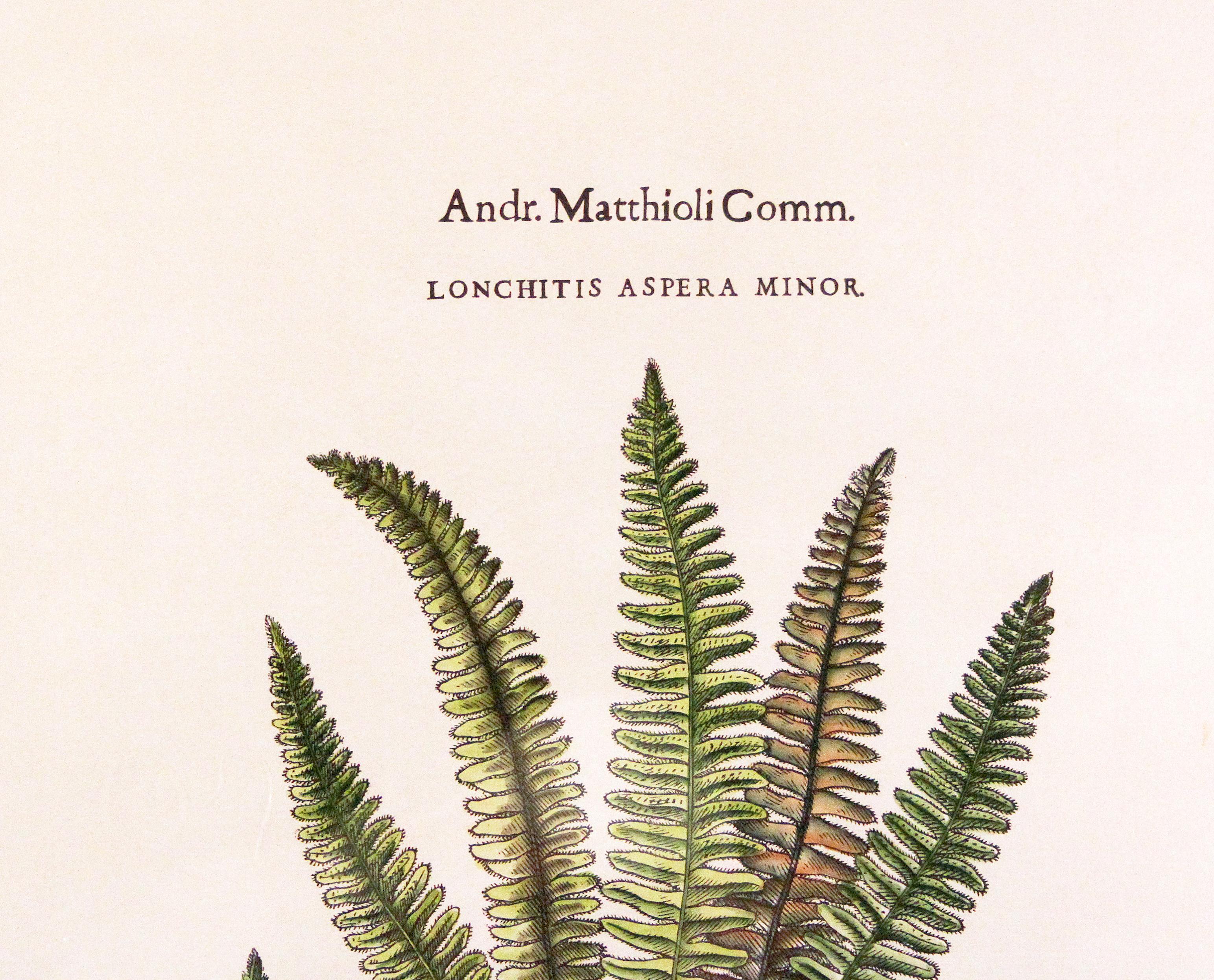 Original Vintage Custom Botanical Fern Drucke mit Herstellerstempel (amerikanisch) im Angebot