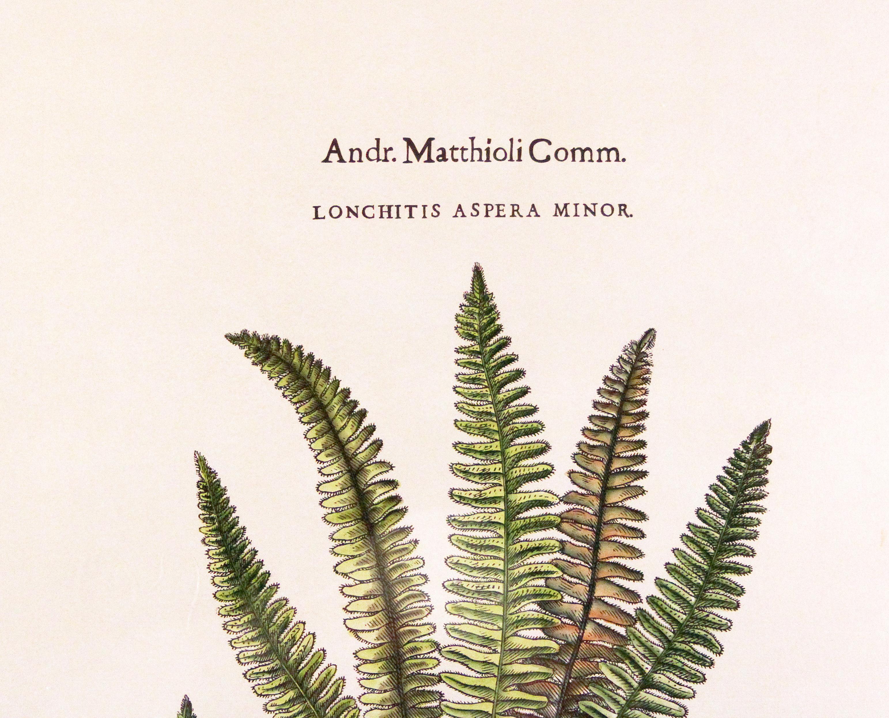 antique fern prints