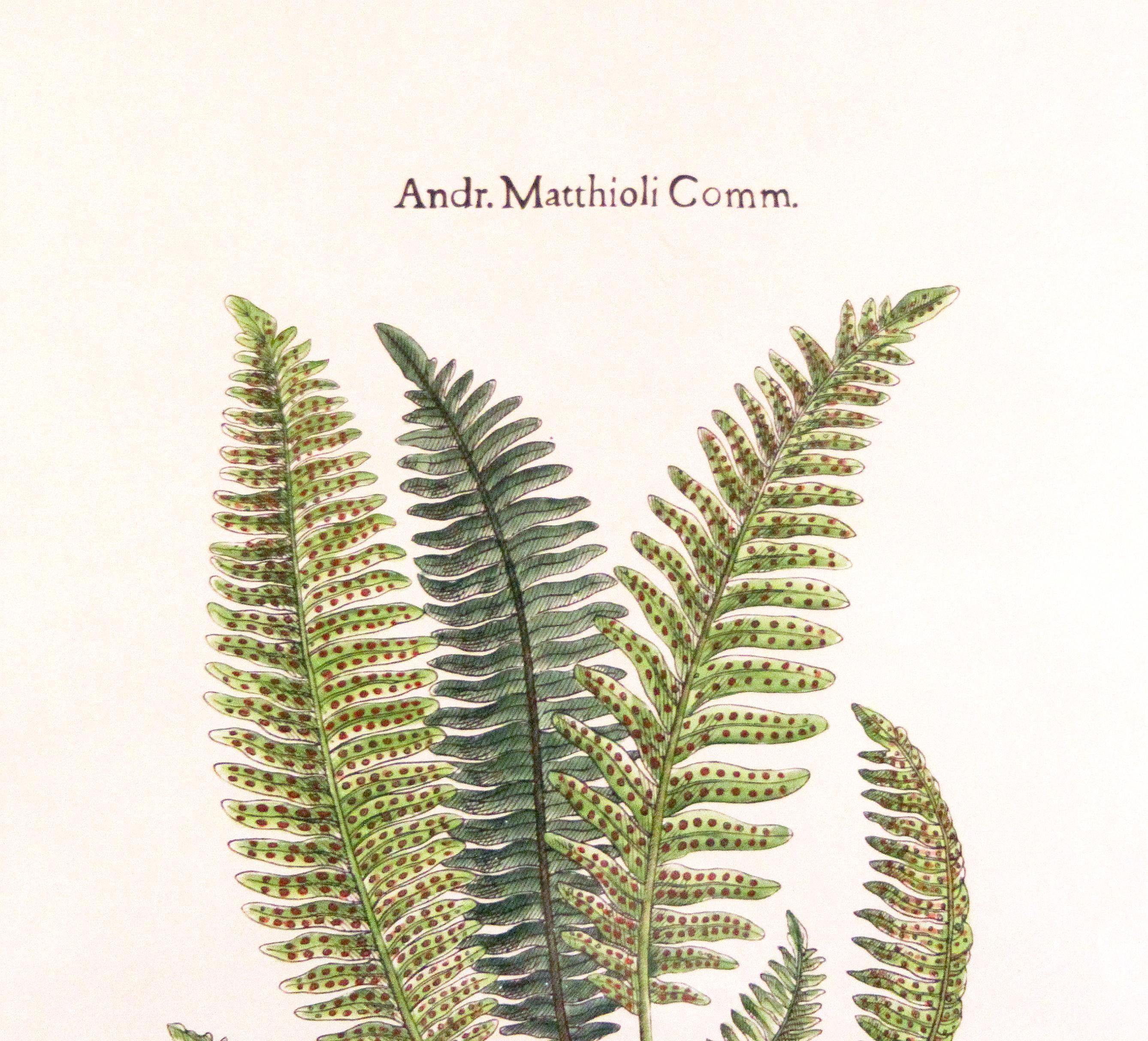 American Original Vintage Custom Botanical Fern Prints with Makers Stamp